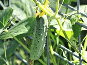 How to Grow Cucumbers at Home (From Seeds and Seedlings)