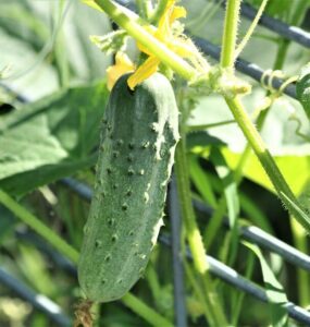How to Grow Cucumbers at Home (From Seeds and Seedlings)