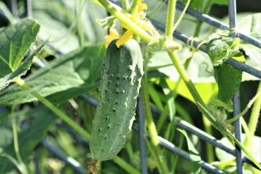 How to Grow Cucumbers at Home (From Seeds and Seedlings)