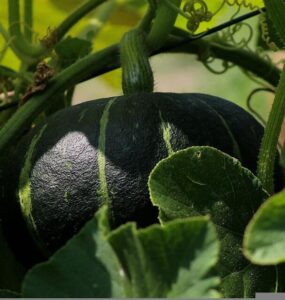 How to Grow Pumpkins from Seeds at Home