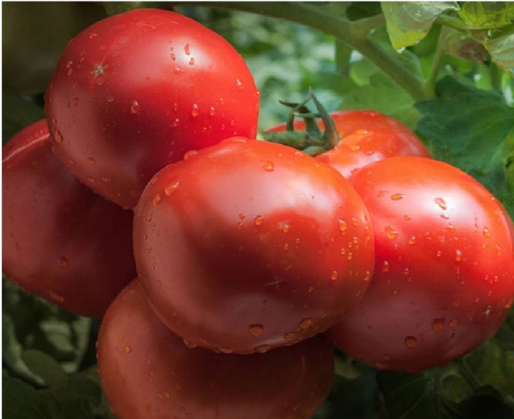 Ace 55 tomato - How to Grow Tomatoes at Home (From Seeds and Seedlings)