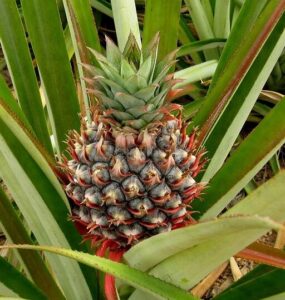 How to Grow a Pineapple (From Top and Seed)
