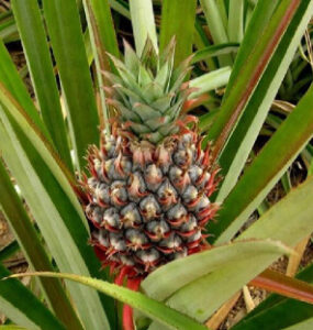 How to Grow a Pineapple (From Top and Seed)