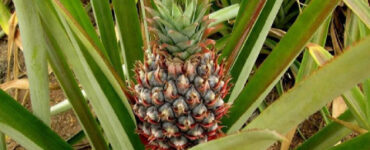 How to Grow a Pineapple (From Top and Seed)