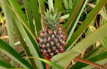How to Grow a Pineapple (From Top and Seed)