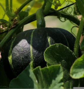 How to Grow Pumpkins from Seeds at Home