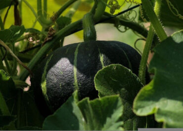 How to Grow Pumpkins from Seeds at Home