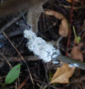 11 Natural Ways to Get Rid of Woolly Aphids