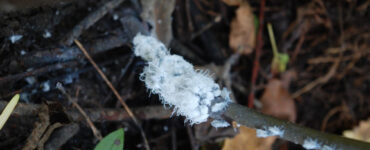 11 Natural Ways to Get Rid of Woolly Aphids