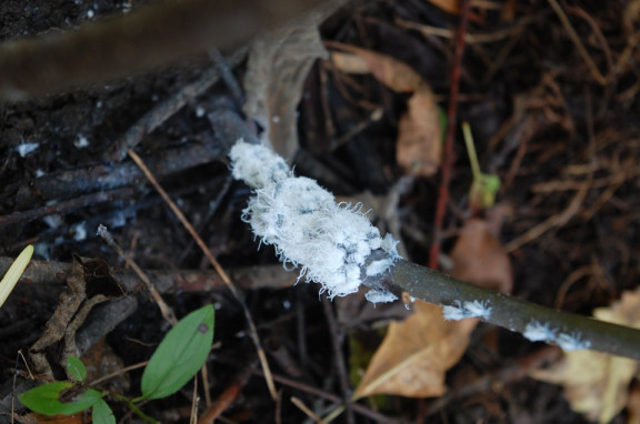 11 Natural Ways to Get Rid of Woolly Aphids