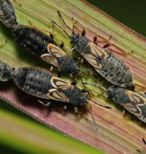 11 Natural Ways to Get Rid of Chinch Bugs