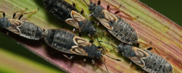 11 Natural Ways to Get Rid of Chinch Bugs