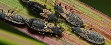 11 Natural Ways to Get Rid of Chinch Bugs
