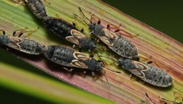 11 Natural Ways to Get Rid of Chinch Bugs