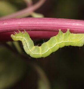 13 Natural Ways to Get Rid Of Cabbage Loopers