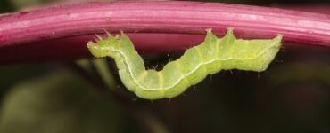 13 Natural Ways to Get Rid Of Cabbage Loopers
