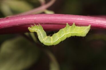 13 Natural Ways to Get Rid Of Cabbage Loopers