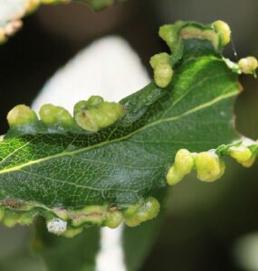 5 Natural Ways to Get Rid of Gall mites
