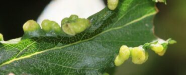 5 Natural Ways to Get Rid of Gall mites