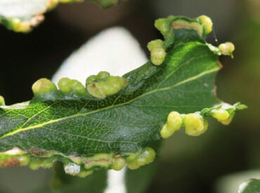 5 Natural Ways to Get Rid of Gall mites