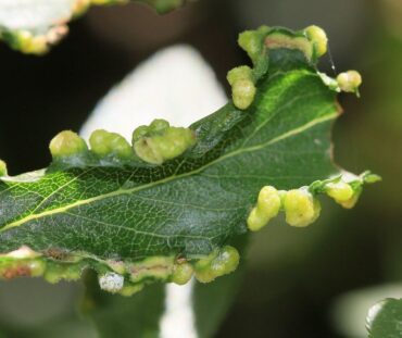 5 Natural Ways to Get Rid of Gall mites
