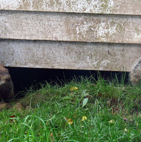 18 Natural Ways to Get Rid of Groundhogs
