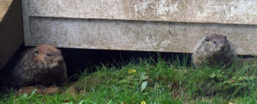 18 Natural Ways to Get Rid of Groundhogs