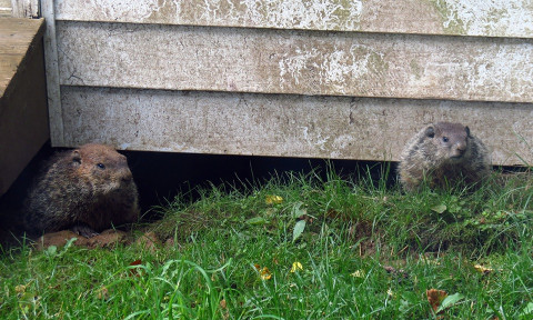 18 Natural Ways to Get Rid of Groundhogs