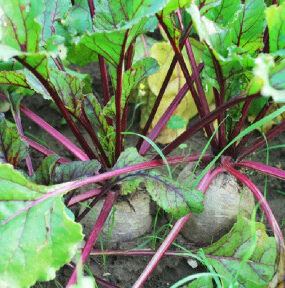 How to Grow Beets at Home (From Seeds and Scraps)