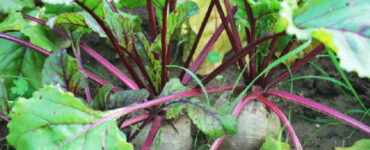How to Grow Beets at Home (From Seeds and Scraps)