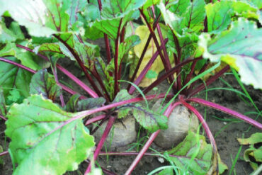 How to Grow Beets at Home (From Seeds and Scraps)