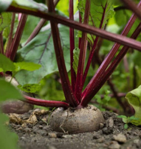 How to Grow Beets at Home (From Seeds and Scraps)