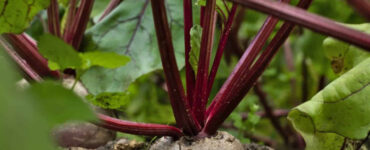How to Grow Beets at Home (From Seeds and Scraps)