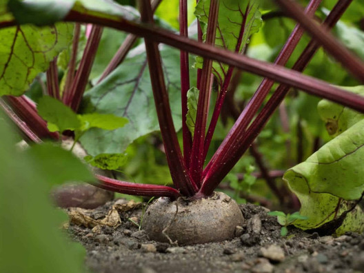 How to Grow Beets at Home (From Seeds and Scraps)