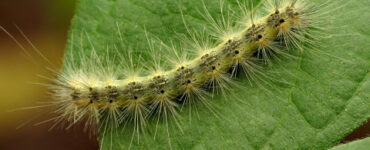 11 Natural Ways to Get Rid of Fall Webworms