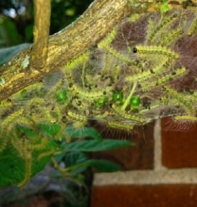 11 Natural Ways to Get Rid of Fall Webworms
