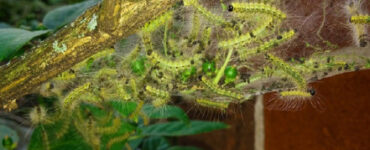 11 Natural Ways to Get Rid of Fall Webworms