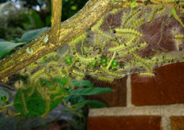 11 Natural Ways to Get Rid of Fall Webworms