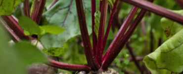 How to Grow Beets at Home (From Seeds and Scraps)