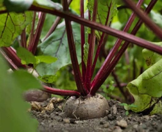How to Grow Beets at Home (From Seeds and Scraps)