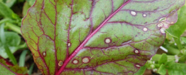 10 Natural Ways to Get Rid of Leaf Spot Diseases