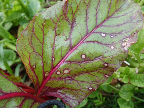 10 Natural Ways to Get Rid of Leaf Spot Diseases