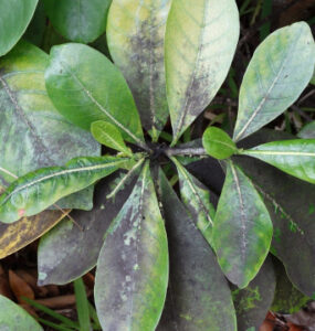 12 Natural Ways to Get Rid of Sooty Mold on Plants