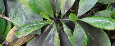 12 Natural Ways to Get Rid of Sooty Mold on Plants