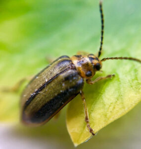 11 Natural Ways to Get Rid of Elm Leaf Beetles