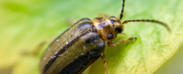 11 Natural Ways to Get Rid of Elm Leaf Beetles