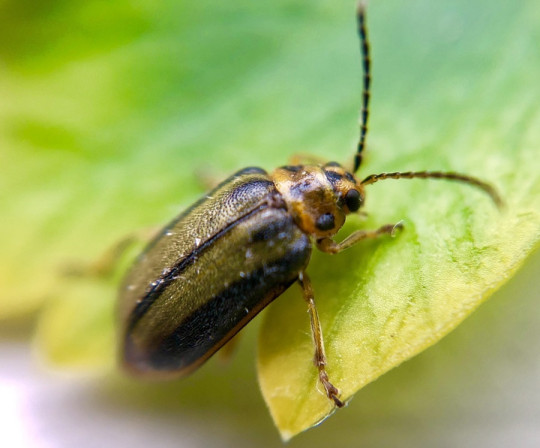 11 Natural Ways to Get Rid of Elm Leaf Beetles