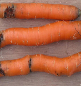 11 Natural Ways to Get Rid of Carrot Rust Fly
