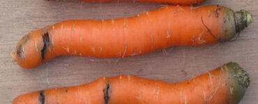 11 Natural Ways to Get Rid of Carrot Rust Fly