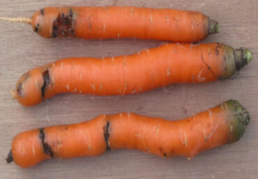 11 Natural Ways to Get Rid of Carrot Rust Fly